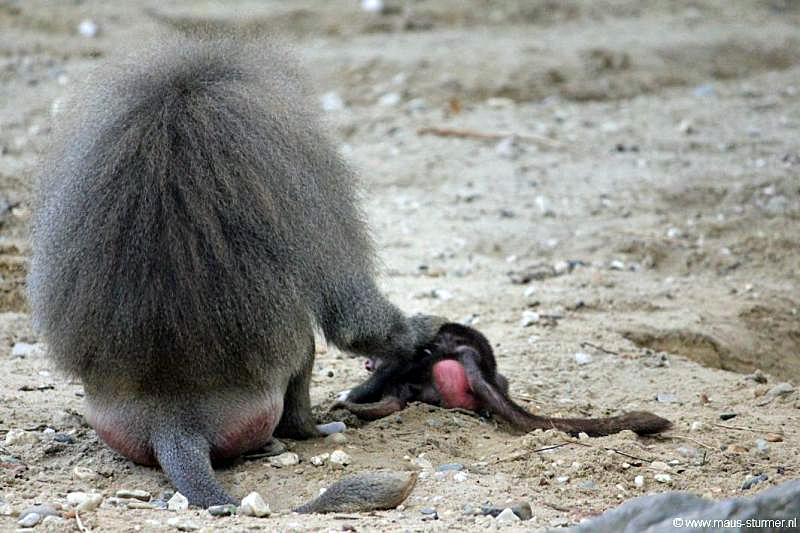 2010-08-24 (649) Aanranding en mishandeling gebeurd ook in de apenwereld.jpg